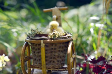 Çimenlerdeki sevimli ördek yavrusu. 