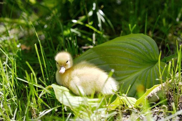 Mignon canard dans l herbe . — Photo