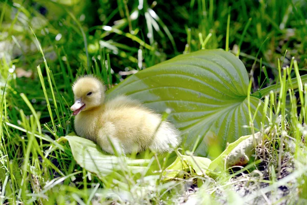 Mignon canard dans l herbe . — Photo