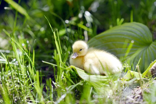 Aranyos kiskacsa a fűben. — Stock Fotó