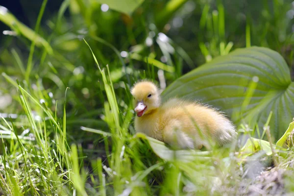 Cute duckling in the grass.