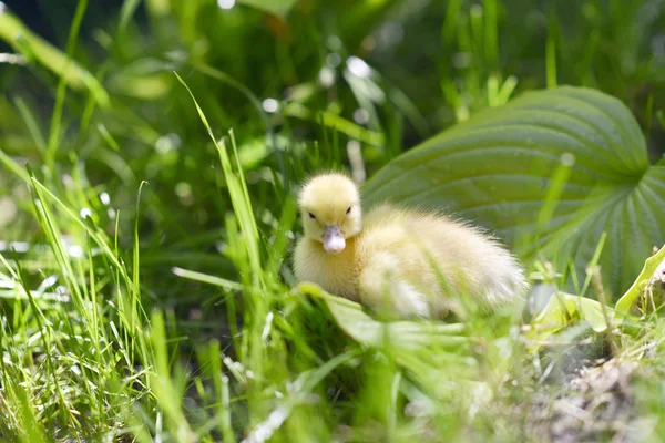 Patinho bonito na grama . — Fotografia de Stock