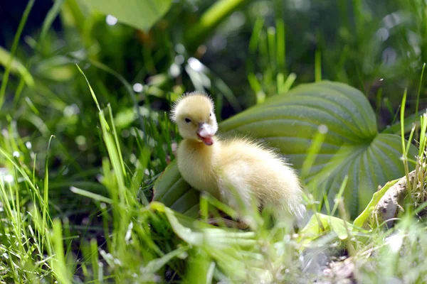 Mignon canard dans l herbe . — Photo