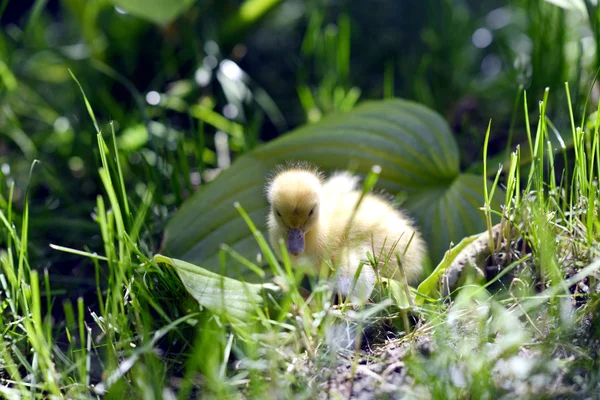 Mignon canard dans l herbe . — Photo