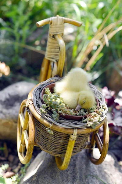 Patinho bonito na grama . — Fotografia de Stock