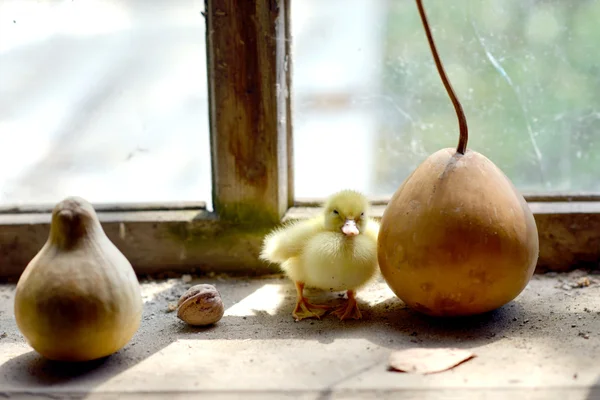 Pato bonito na janela — Fotografia de Stock