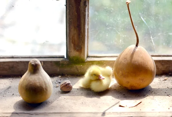 Pato bonito na janela — Fotografia de Stock