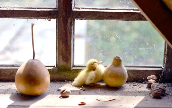 Roztomilý kachňátko v okně — Stock fotografie