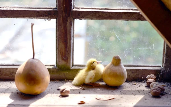 Pato bonito na janela — Fotografia de Stock