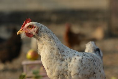 Vintage şifoniyer. Çiftlik avlu.