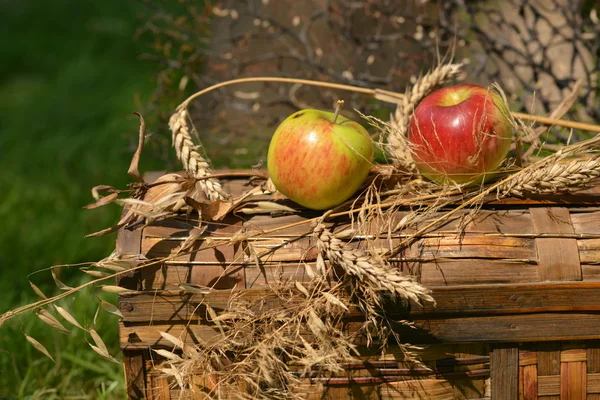 Nature morte aux pommes mûres, poires et épillets de blé — Photo