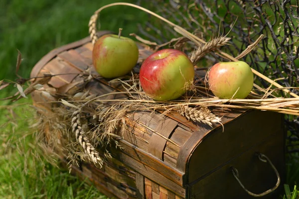 Nature morte aux pommes mûres, poires et épillets de blé — Photo