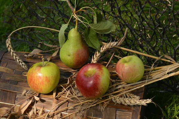 Nature morte aux pommes mûres, poires et épillets de blé — Photo