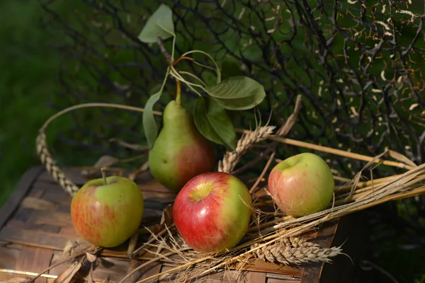 与成熟的苹果、 梨和小麦小穗静物 — 图库照片