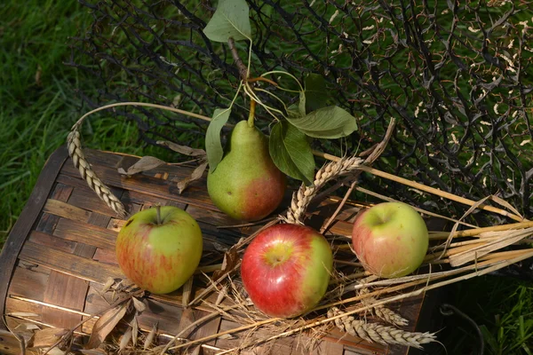 Az érett alma, a körte és a búza spikelets csendélet — Stock Fotó