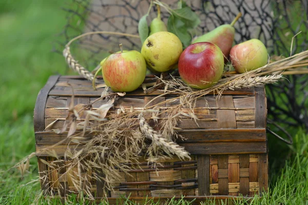 Natürmort olgun elma, armut ve buğday spikelets — Stok fotoğraf