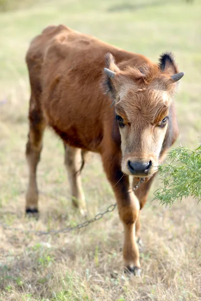 Portrait of a young bull. Stock Picture