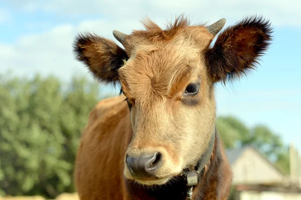 Portrait of a young bull. — Stock Photo, Image