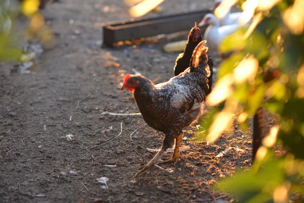 Poultry walks across the yard. — Stock Photo, Image