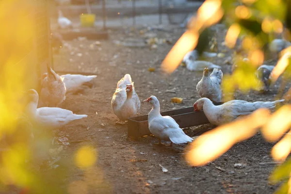 Geflügel wandert über den Hof. — Stockfoto