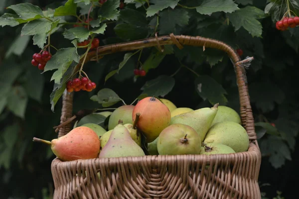 Owoce w wiklinowym koszu — Zdjęcie stockowe