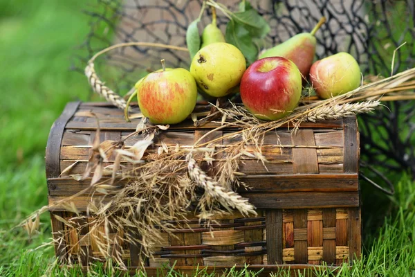 Pommes mûres juteuses et les poires pondent récolte poitrine . — Photo