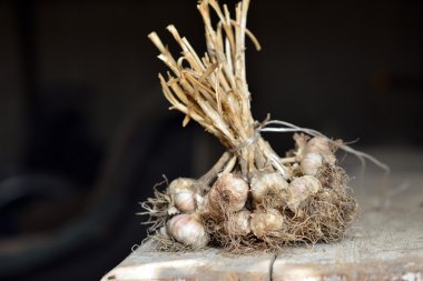 Tahta bir masanın üzerinde yatan sarımsak demet. 