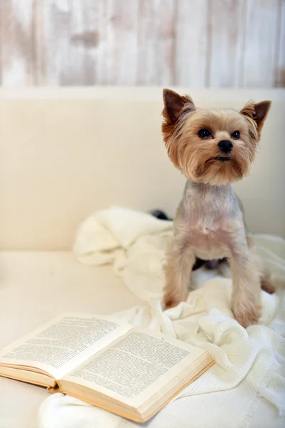 Dog York on the fabric.