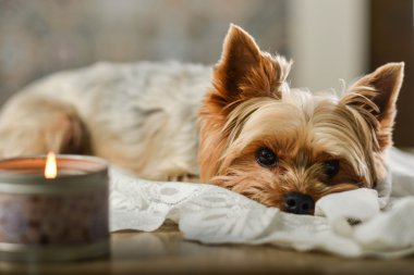 Köpek York yanında bir mum yatıyor.