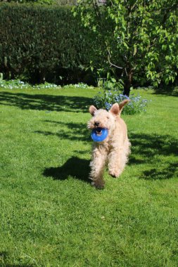 Şirin köpek bir yaz günü bahçede mavi bir çemberle oynuyor.