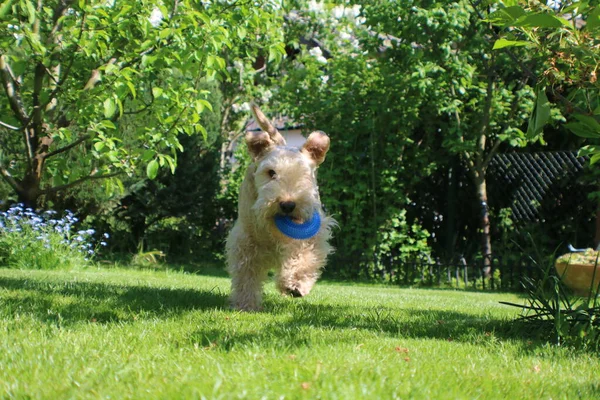 cute dog playing with a blue circle in the garden on a summer day