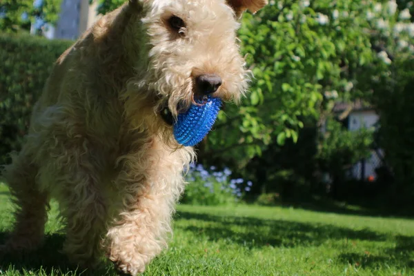 cute dog playing with a blue circle in the garden on a summer day