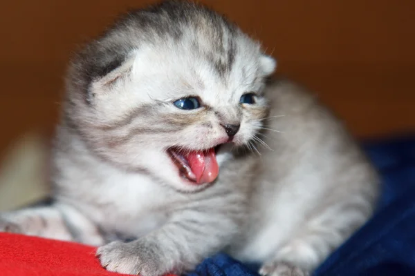 İngiliz gri kedicik — Stok fotoğraf