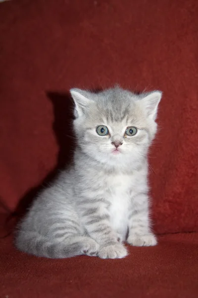 英国灰色小猫 — 图库照片
