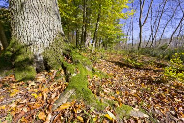 Ormanda, görüldü Grumsin, Uckermark, arazi Brandenburg.