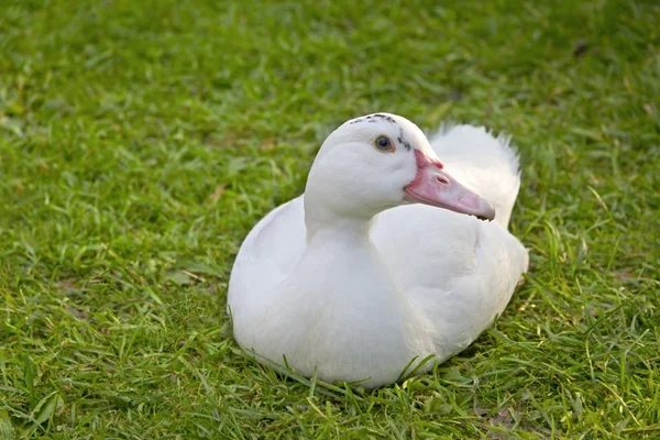 Biała kaczka siedzi na trawie. — Zdjęcie stockowe