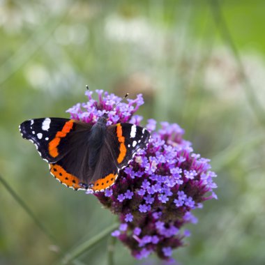 Bahçedeki güzel kelebek