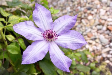 Clematis is a genus of about 300 species within the buttercup family Ranunculaceae. clipart