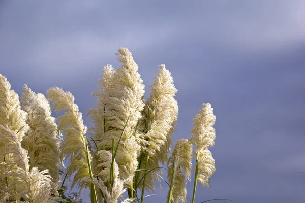 Beautiful Pampas Grass. Grass in the sunlight. — Stock Photo, Image