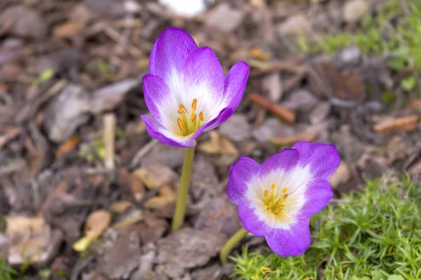 Autumn Crocus in the Garden. Es una planta tóxica . — Foto de Stock