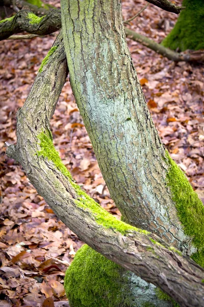 Atumn ormanda — Stok fotoğraf