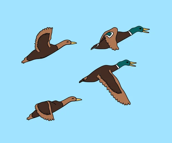 Een Zwerm Vliegende Vogels Eenden Natuur Een Tekenfilm Vectorillustratie — Stockvector