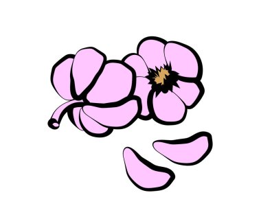 Beyaz arka planda bir baş sarımsak. Vektör illüstrasyonu.