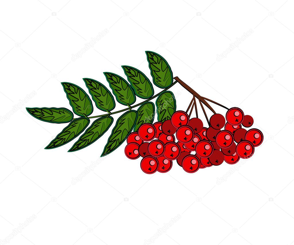 Branch of red rowan on a white background. Cartoon. Vector illustration.