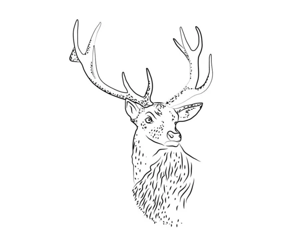 Deer Antlers White Background Sketch Vector Illustration — Stock Vector