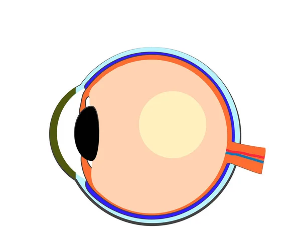Structure Human Eye White Background Cartoon Vector Illustration — Stock Vector