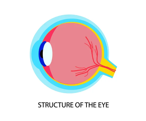 白色背景上的眼睛结构 卡通片矢量说明 — 图库矢量图片