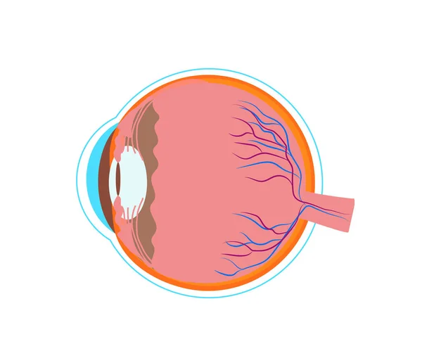 Estructura del ojo imágenes de stock de arte vectorial | Depositphotos Estructura del ojo imágenes de stock de arte vectorial | Depositphotos