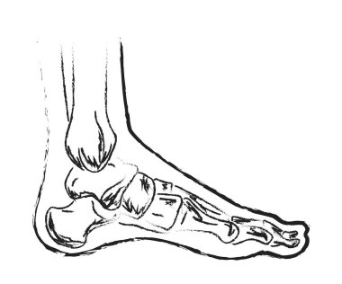 İnsan bacağı ve eklemleri. Sembol. Vektör illüstrasyonu.