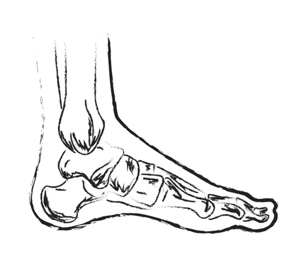 Человеческая Нога Суставы Символ Векторная Иллюстрация — стоковый вектор